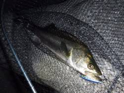 リバーシーバス♪