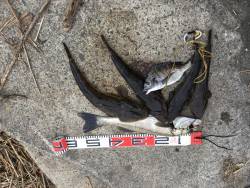 続:宮津マゴチ祭り