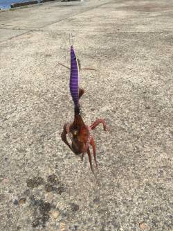 小さいのばかり