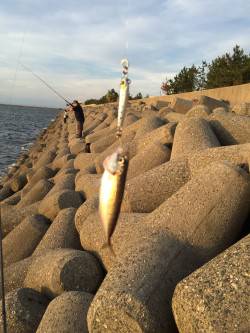 ブリフィーバー終