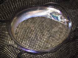 渋いながらも二桁達成