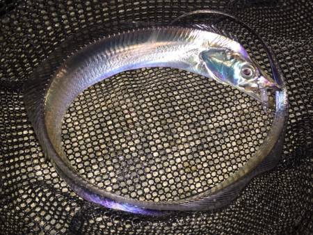 渋いながらも二桁達成