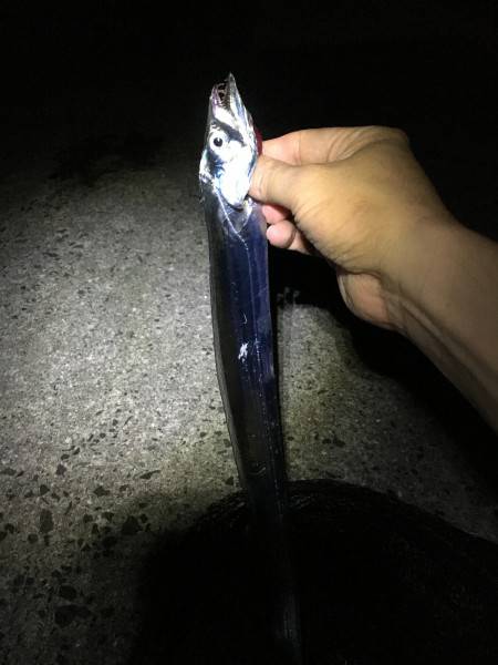 アジを探しに行ったけど