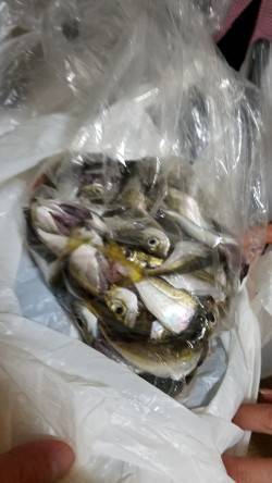 安定の豆アジ(笑) 五目釣り！！