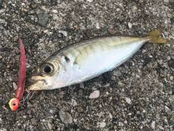 豆アジに挑戦！