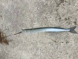 スズキとサヨリ釣れました