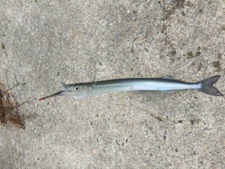 スズキとサヨリ釣れました