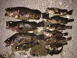 ガシラ、タケノコ、絶好調