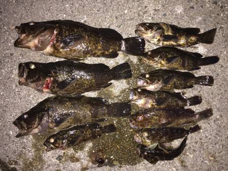 ガシラ、タケノコ、絶好調