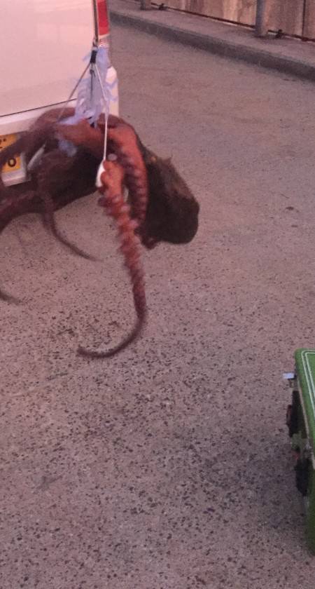 オクトパッシング