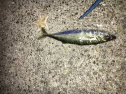 豆アジ 豆サバが遊んでくれた〜