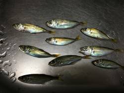 曇り時々雨の中のちょい投げ