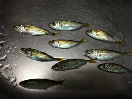 曇り時々雨の中のちょい投げ