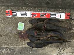 宮津:マゴチ・シーバス好調