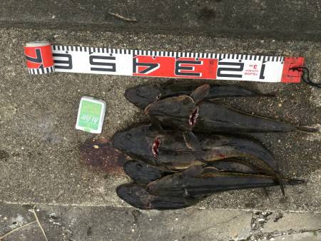 宮津:マゴチ・シーバス好調