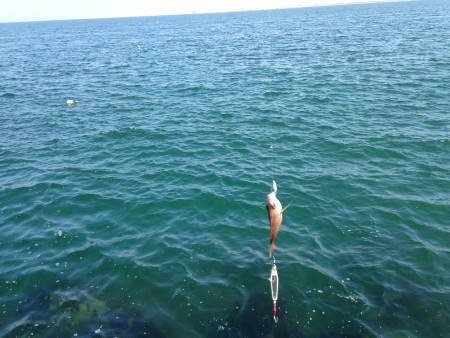 ライトショアジギング