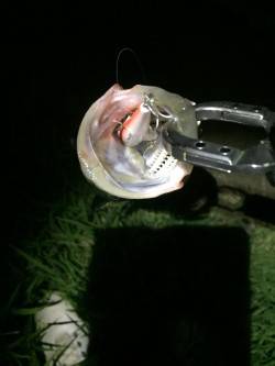 久しぶりの釣り