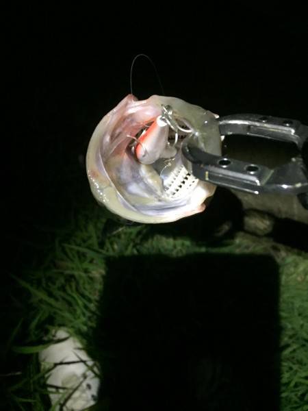 久しぶりの釣り