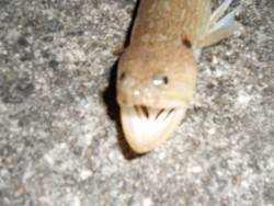 ドライブついでにライトゲーム