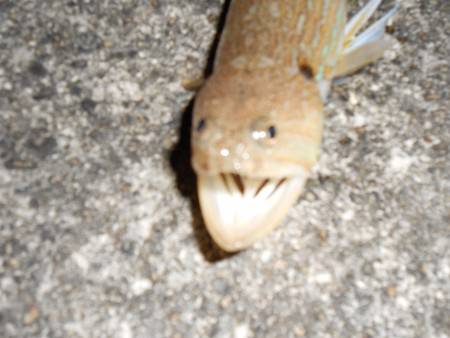 ドライブついでにライトゲーム