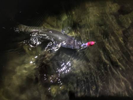 好調、河川シーバス