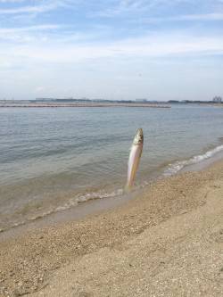 平日キッシング