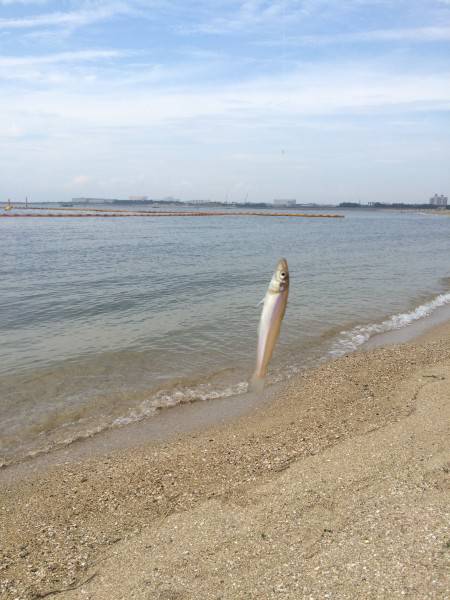 平日キッシング