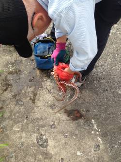 オクトパッシング