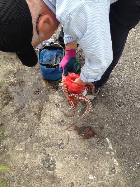 オクトパッシング