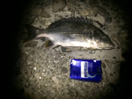 アジングの筈が…