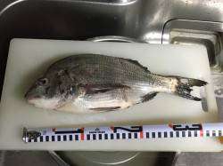 マゴチって……