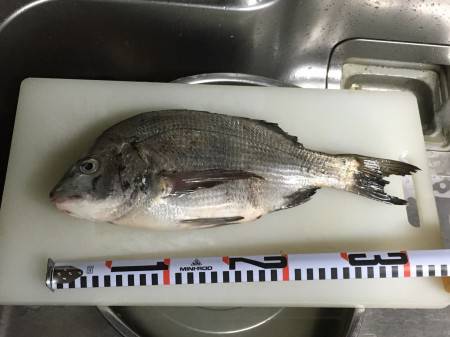 マゴチって……