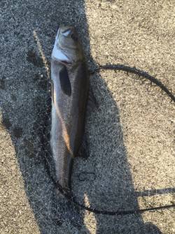 仕事終わりにシーバス