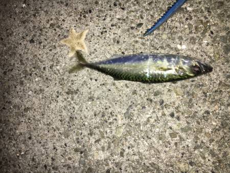 アジングはイイね