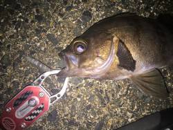 久しぶりの短時間ライト