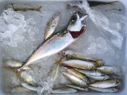 アジ、サバ、釣れまくり（笑）