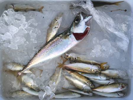 アジ、サバ、釣れまくり（笑）