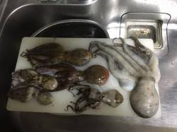 《有》こすりや