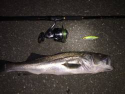 ひさびさシーバスGET