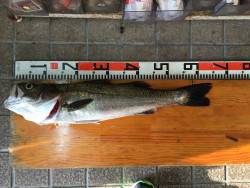 ドカンと一発65シーバス