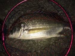 キビレちゃん連発！