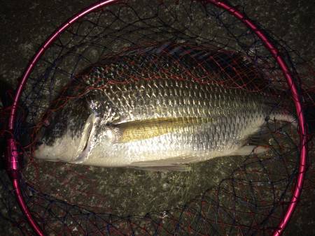 キビレちゃん連発！