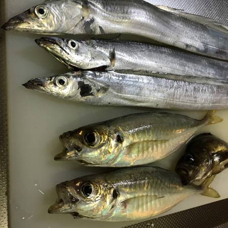 太刀魚☆中アジ