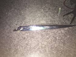 淡路島 炬口 タチウオ釣行