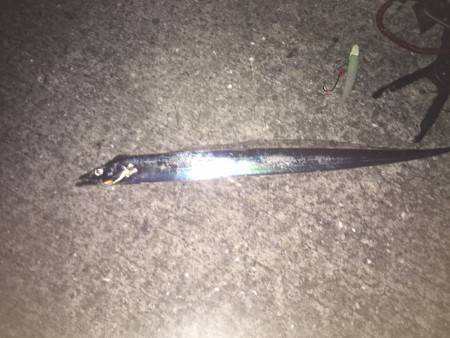 淡路島 炬口 タチウオ釣行