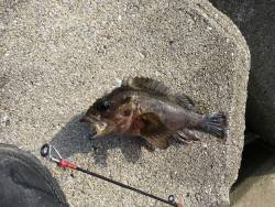 暇つぶしに穴釣り