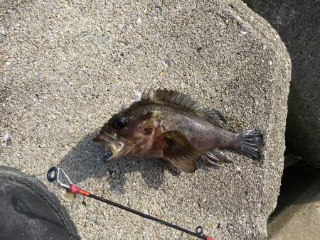 暇つぶしに穴釣り