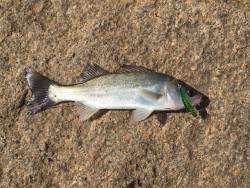 デイフィッシング