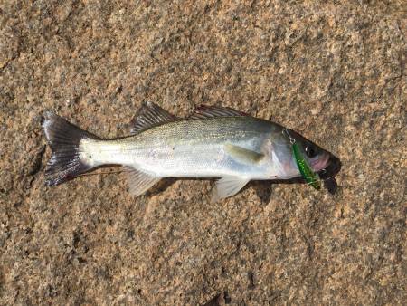 デイフィッシング