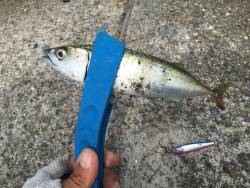 サビキ＋のませ